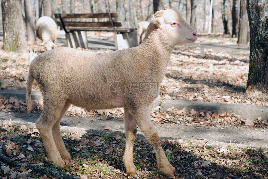 绵羊羊羔反刍动物农业哺乳动物家畜羊毛羊肉农场内存乡村图片