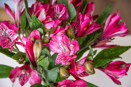 阿尔斯特罗梅花花植物群植物粉色花园宏观库存花瓣高清图片