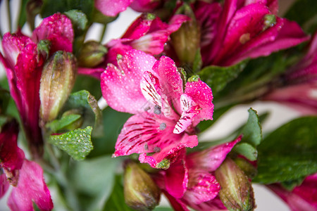 阿尔斯特罗梅花花宏观花瓣花园粉色植物群植物库存高清图片