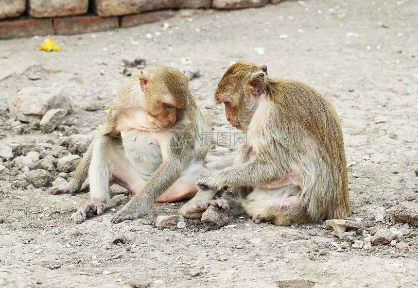 两只猴子休息食物旅行野生动物婴儿热带黏土王国灵长类宠物哺乳动物图片