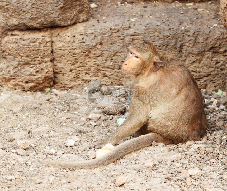 猴子休息荒野食物石头宠物王国毛皮野生动物哺乳动物香蕉灵长类图片