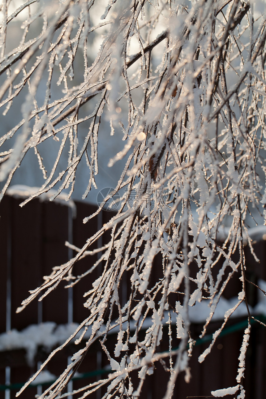 寒冬的压抑进入寒冷的下午国家花园魔法环境暴风雪车道森林水晶天空松树图片