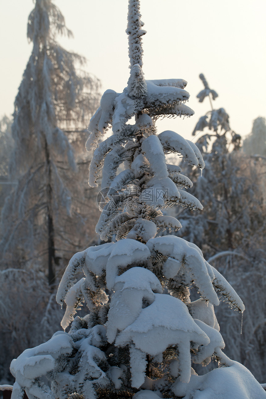 寒冬的压抑进入寒冷的下午画报松树气候公园魔法环境车道暴风雪风景冻结图片