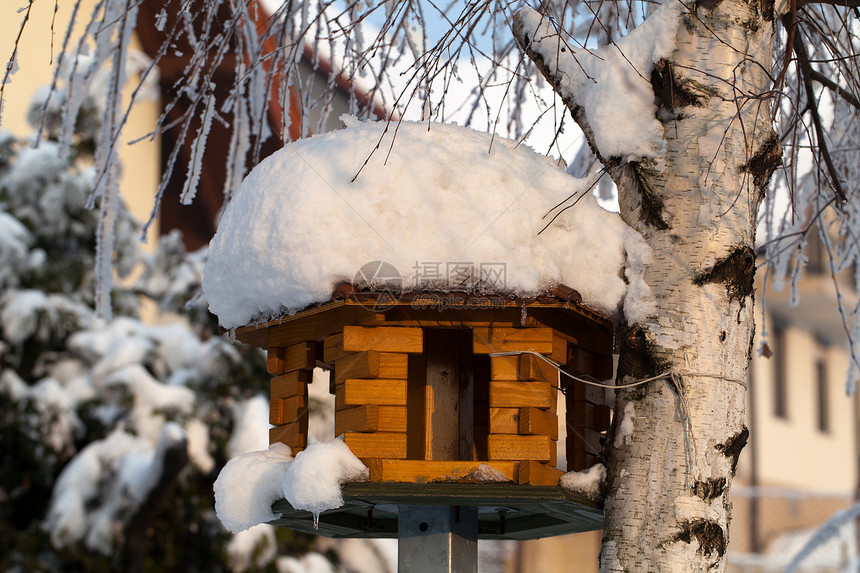 寒冬的压抑进入寒冷的下午高地暴风雪森林天空松树水晶画报天气环境气候图片