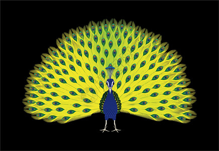 羽毛扇子素材孔雀家禽男性野生动物羽毛动物尾巴活力荣誉扇子绿色插画