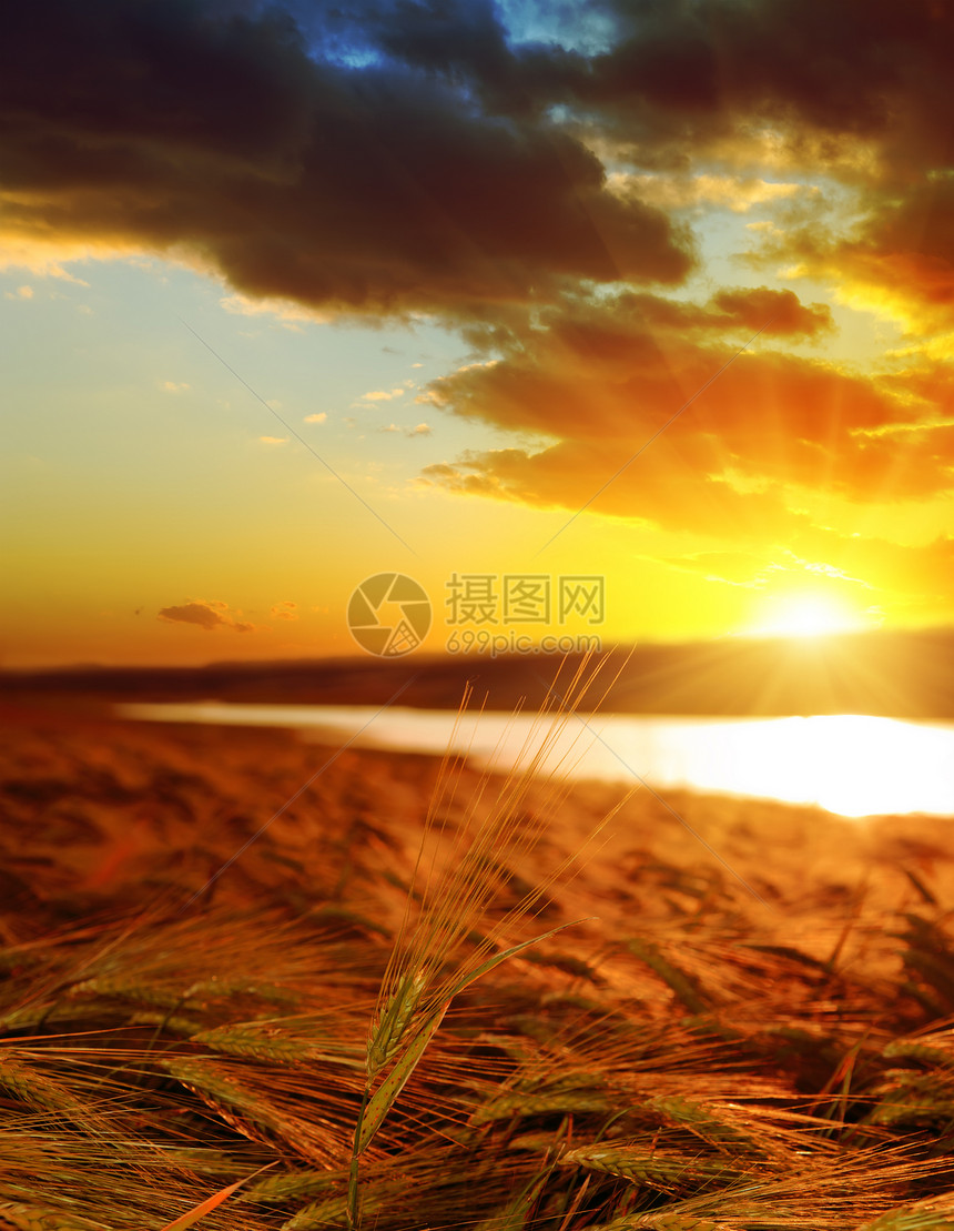 小麦田的黄金日落光束太阳收成池塘阳光金子射线戏剧性地平线耳朵图片