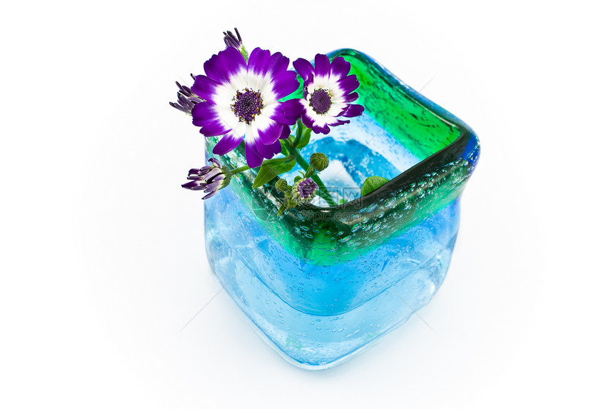 蓝色玻璃花瓶中的花朵花园美丽装饰雏菊植物群水壶花粉透明度花瓣风格图片