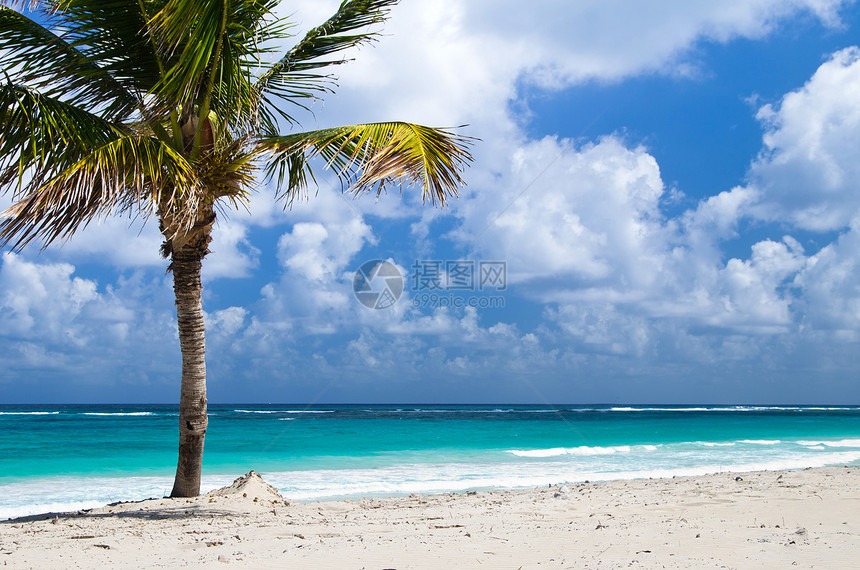 海滩叶子海岸旅游海洋海浪天空阳光椰子热带晴天图片