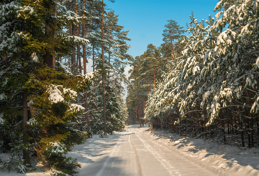 冬季森林林地树干木头天空树木云杉冻结松树暴风雪季节图片