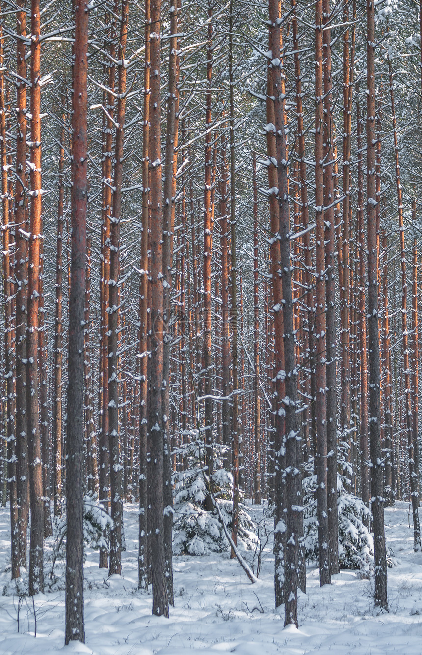 冬季森林季节小路松树树干林地树木冻结场景暴风雪木头图片