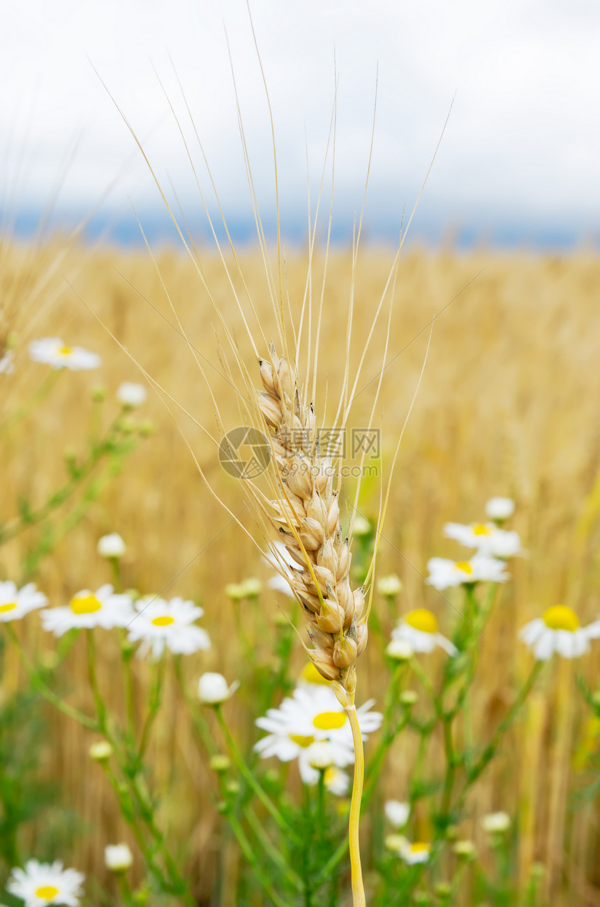 以小麦耳朵为花朵农田谷物玉米场景天空洋甘菊场地环境农场生长图片
