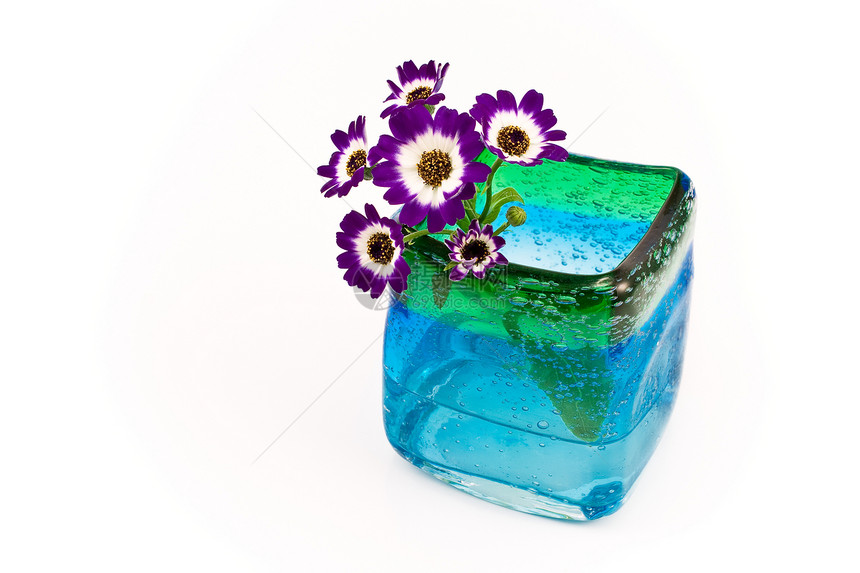 蓝色玻璃花瓶中的花朵植物学水壶礼物花粉雏菊花瓣花园生长植物群装饰图片