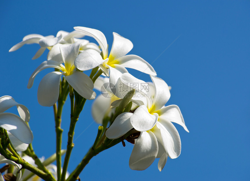 花朵疗法白色奢华宏观鸡蛋花温泉热带芳香图片