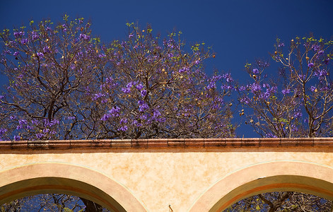 克雷塔罗自然紫色的高清图片