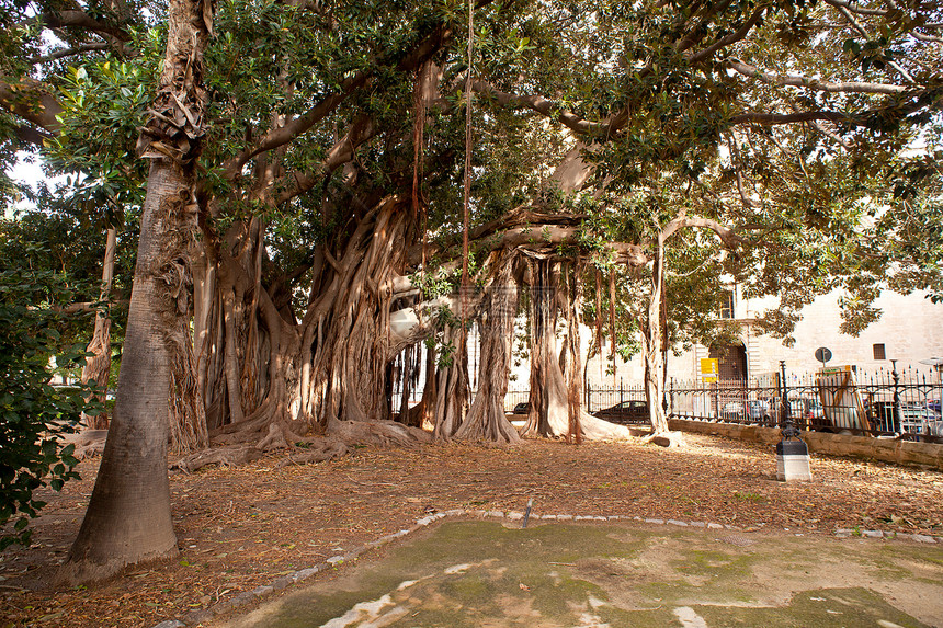巴勒莫大树藤蔓地面木头树干生长分支机构植被生活植物环境图片