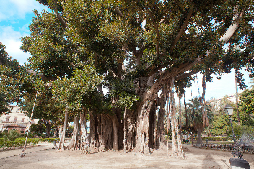 巴勒莫大树树干藤蔓环境情调起因植物生长异国植物群生活图片