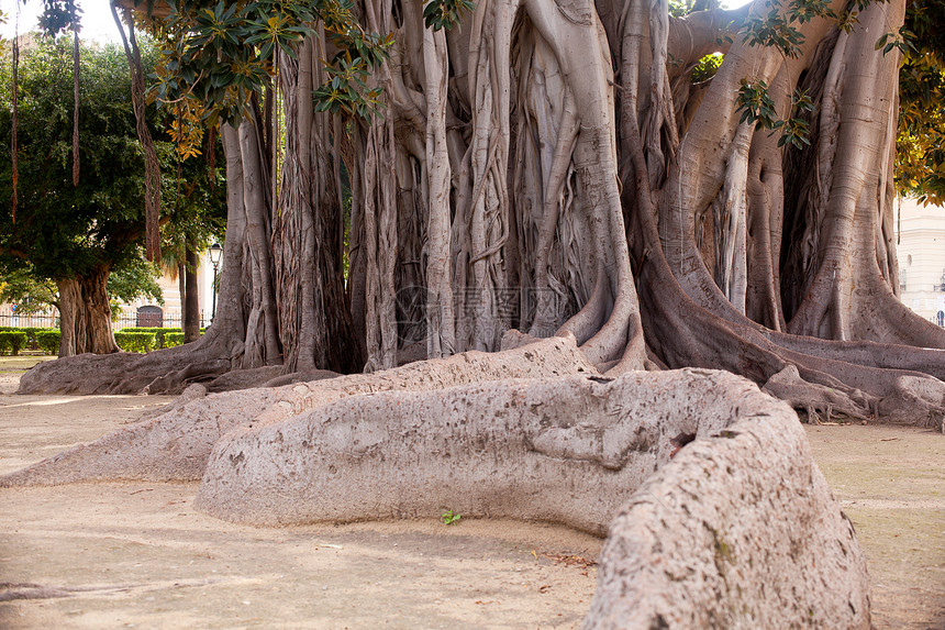 巴勒莫大树藤蔓异国情调环境木头热带起因生活植物分支机构图片