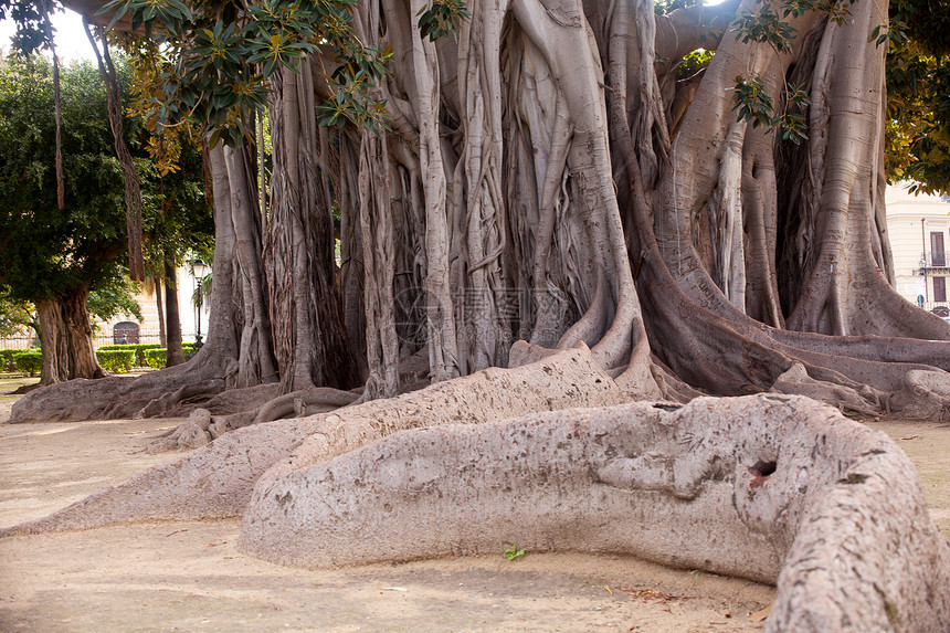巴勒莫大树情调植物热带藤蔓树干环境地面木头起因分支机构图片