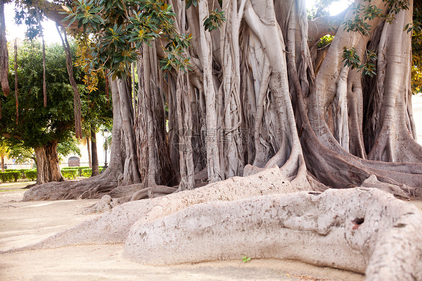 巴勒莫大树生长地面植物群植物异国分支机构热带环境植被起因图片
