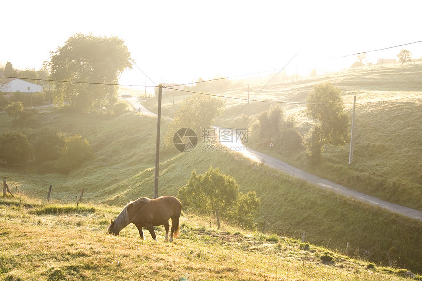 马马放牧食草农场植被动物绿色日出农村栅栏乡村场地图片