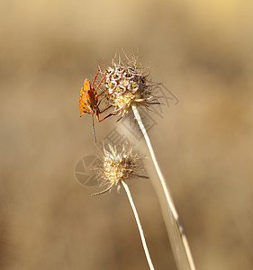 甲虫锦葵盛开草地高清图片