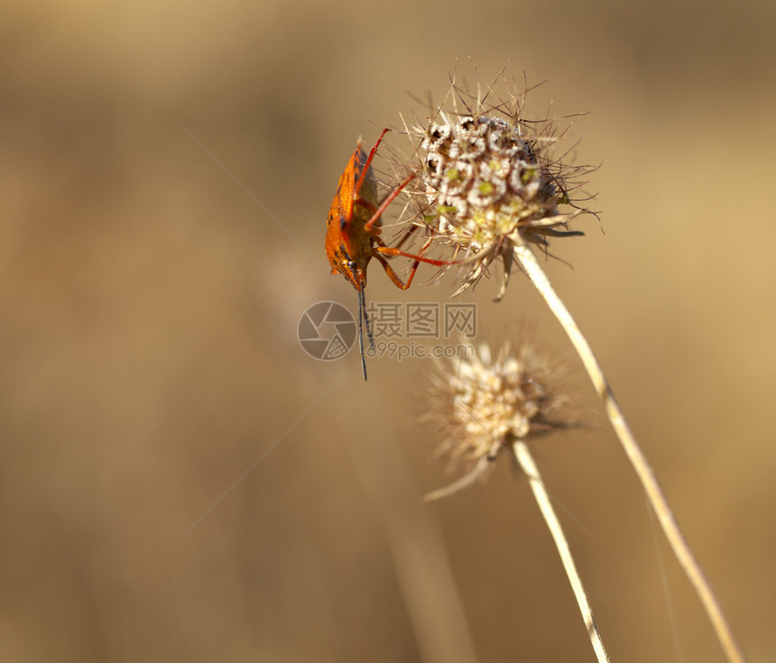 干花上的昆虫植物群环境气氛季节寒意条纹植物学甲虫草原植物图片