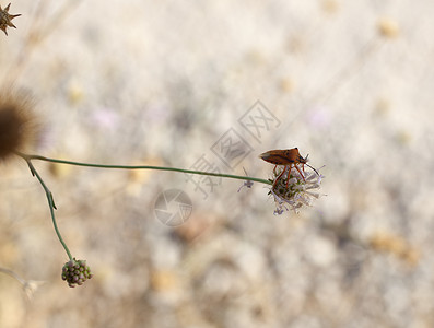 甲虫锦葵寒意夏天高清图片