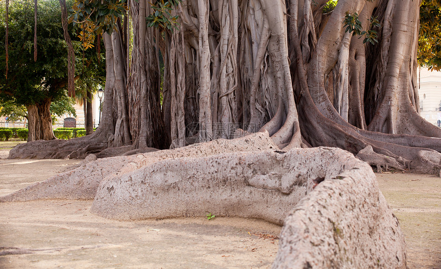 巴勒莫大树环境植物藤蔓异国生活起因植被热带生长木头图片