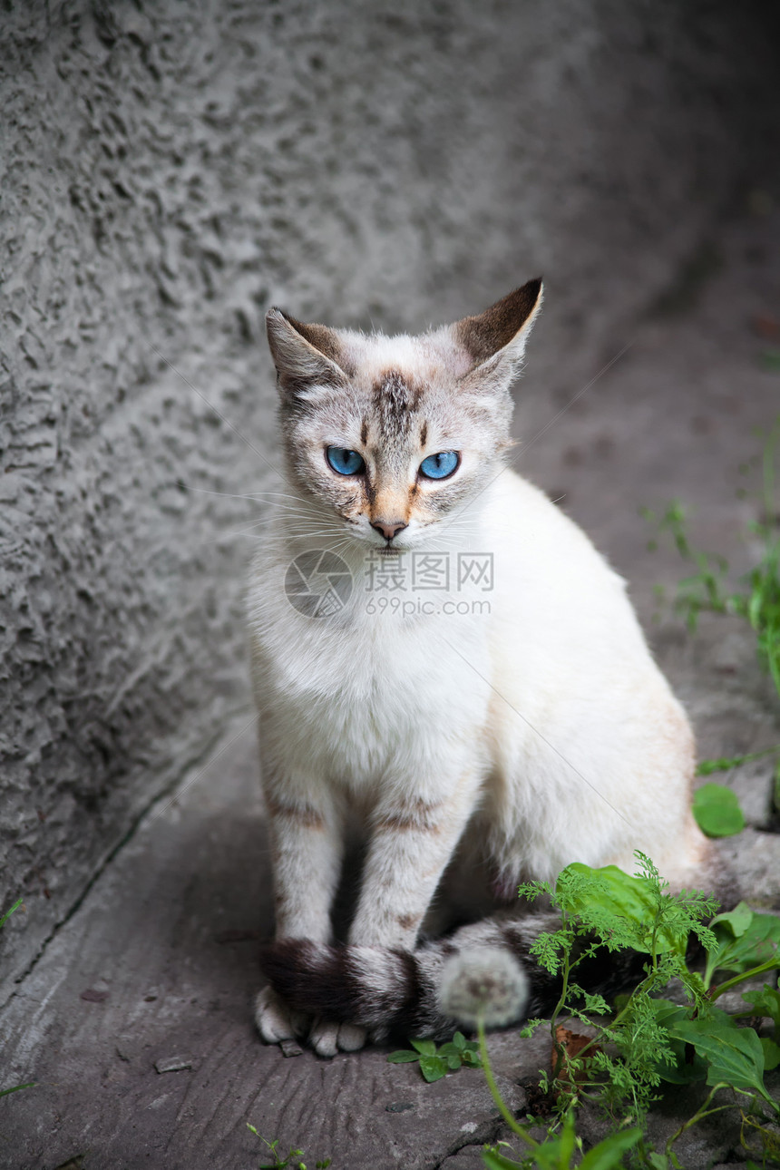 蓝眼猫短发羊毛绿色猫科头发动物白色宠物毛皮眼睛图片