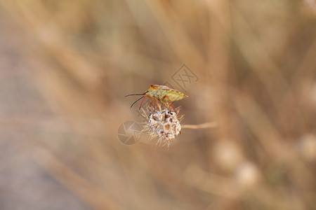 昆虫甲虫夫妻寒意植物学气氛季节植物群草原漏洞植物高清图片