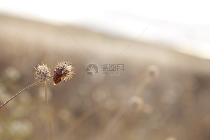 昆虫漏洞条纹植物草地甲虫季节环境气氛草原夫妻图片