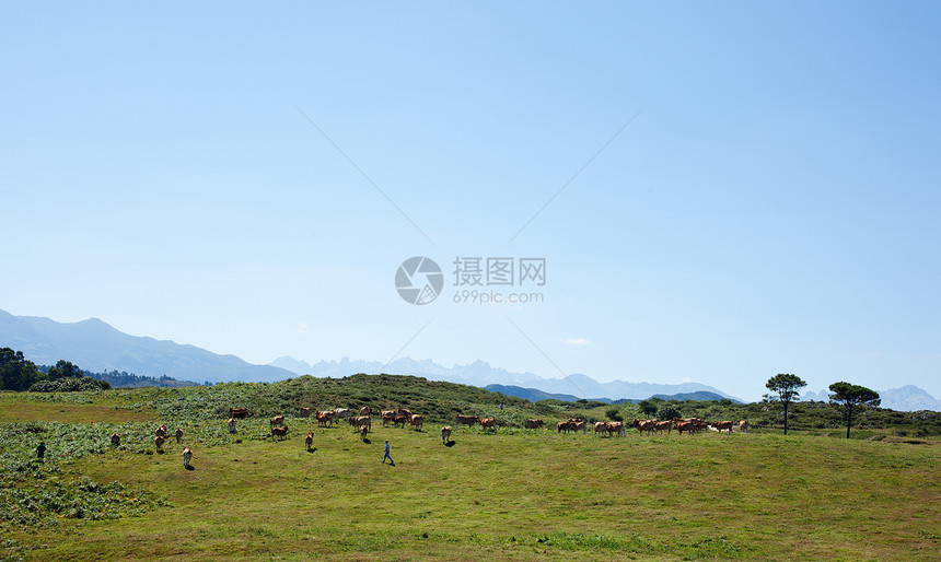 牛群放牧乳房绿色草地牛奶好奇心蓝色黑色动物草本植物场地图片