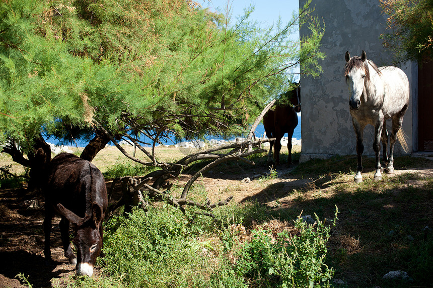 白马监护人牧场波峰鬃毛故事马术自由舞步速度动物群图片