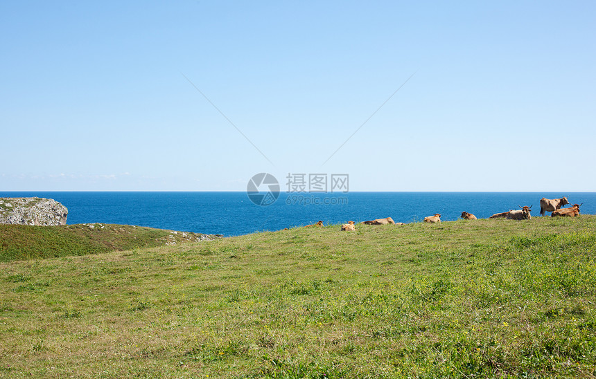 牛群放牧奶牛草地牧场乳房好奇心草本植物蓝色农场土地天空图片