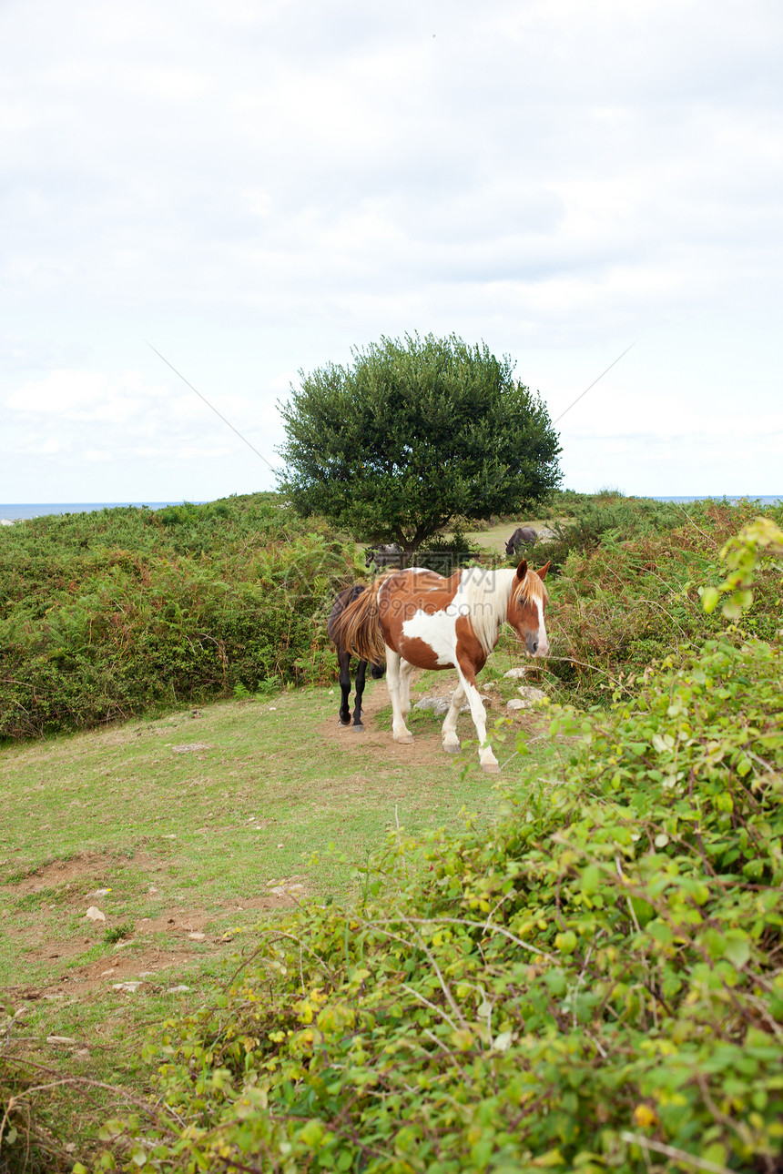 放牧的马群草原耳朵成人乡村宠物动物行动栅栏自由全景图片
