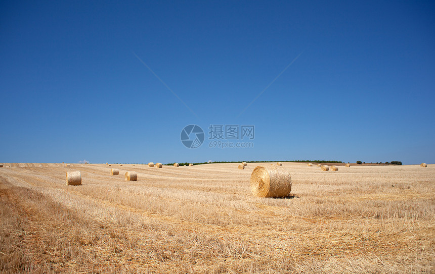 开小麦耳朵营养玉米粮食谷物面包面粉收成种子场地麦田图片