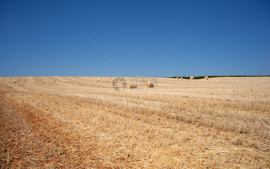 开小麦耳朵晴天营养面包国家季节生长玉米种子麦田蓝色图片