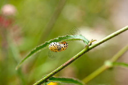 虫寄生虫昆虫宏观叶子毛虫生物蚯蚓幼虫午餐害虫图片