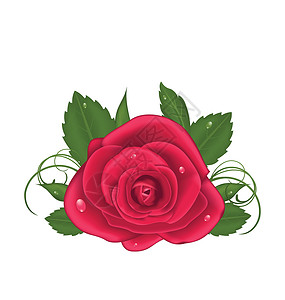 红色花蕾在白色背景上隔离的 紧贴美丽玫瑰插画