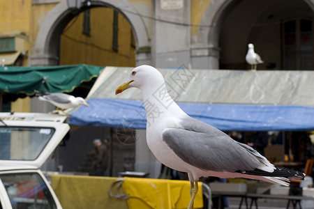 海鸥羽毛海边城市动物背景图片