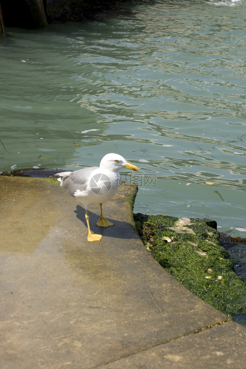 海鸥码头港口羽毛图片