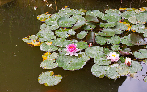仅含水反射植物群叶子红色白色绿色荷花池塘福利黄色背景图片