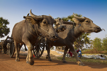 Buffalo拉推车背景图片