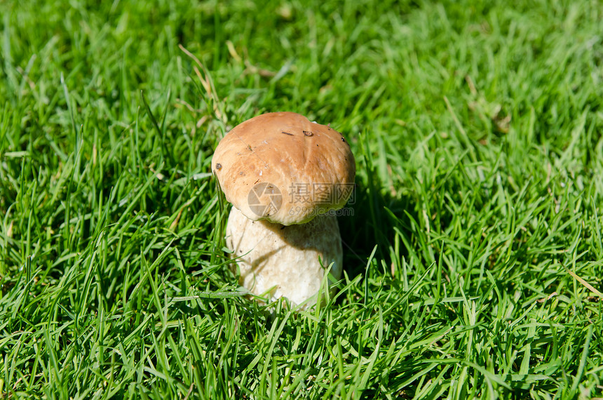 食用蘑菇在草丛中图片