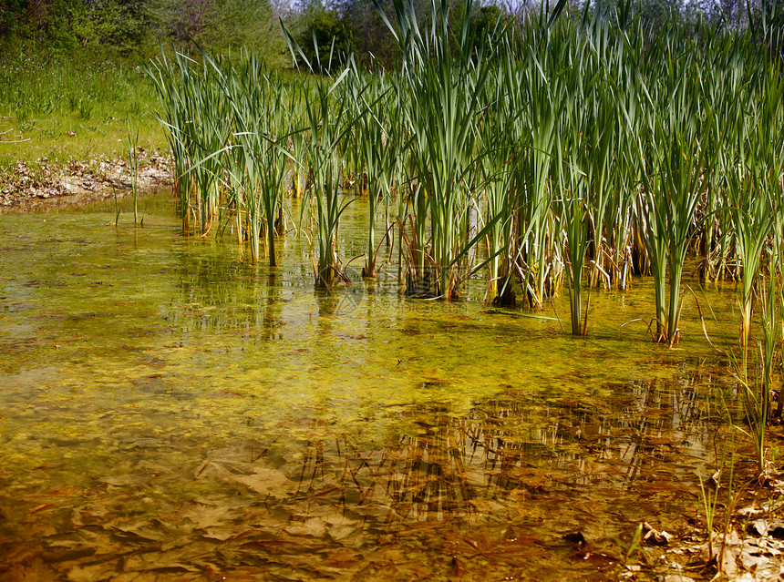 Flambro生物群落 复发乡村池塘芦苇植物学栖息地沼泽地下水绿色树木农业图片