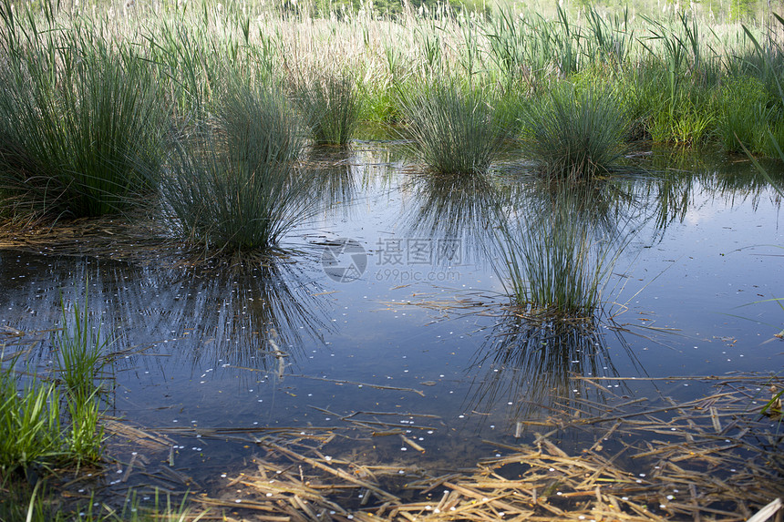 Flambro生物群落 复发农村树木弹簧湖水芦苇池塘栖息地地下水农业植物学图片