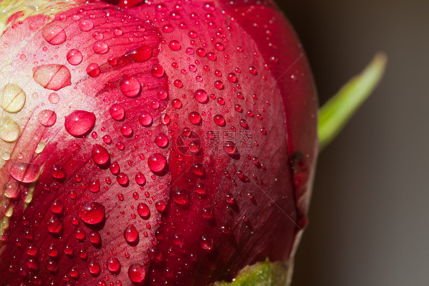 雨后鲜花芽玫瑰植物群紫色花瓣花园明信片珠子美丽植物庆典图片