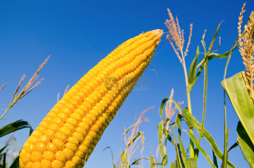 新鲜原玉米图片