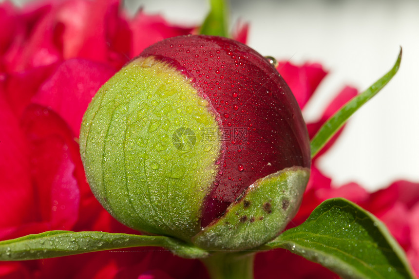 雨后鲜花芽时间牡丹美丽玫瑰明信片树叶礼物植物问候语雨滴图片