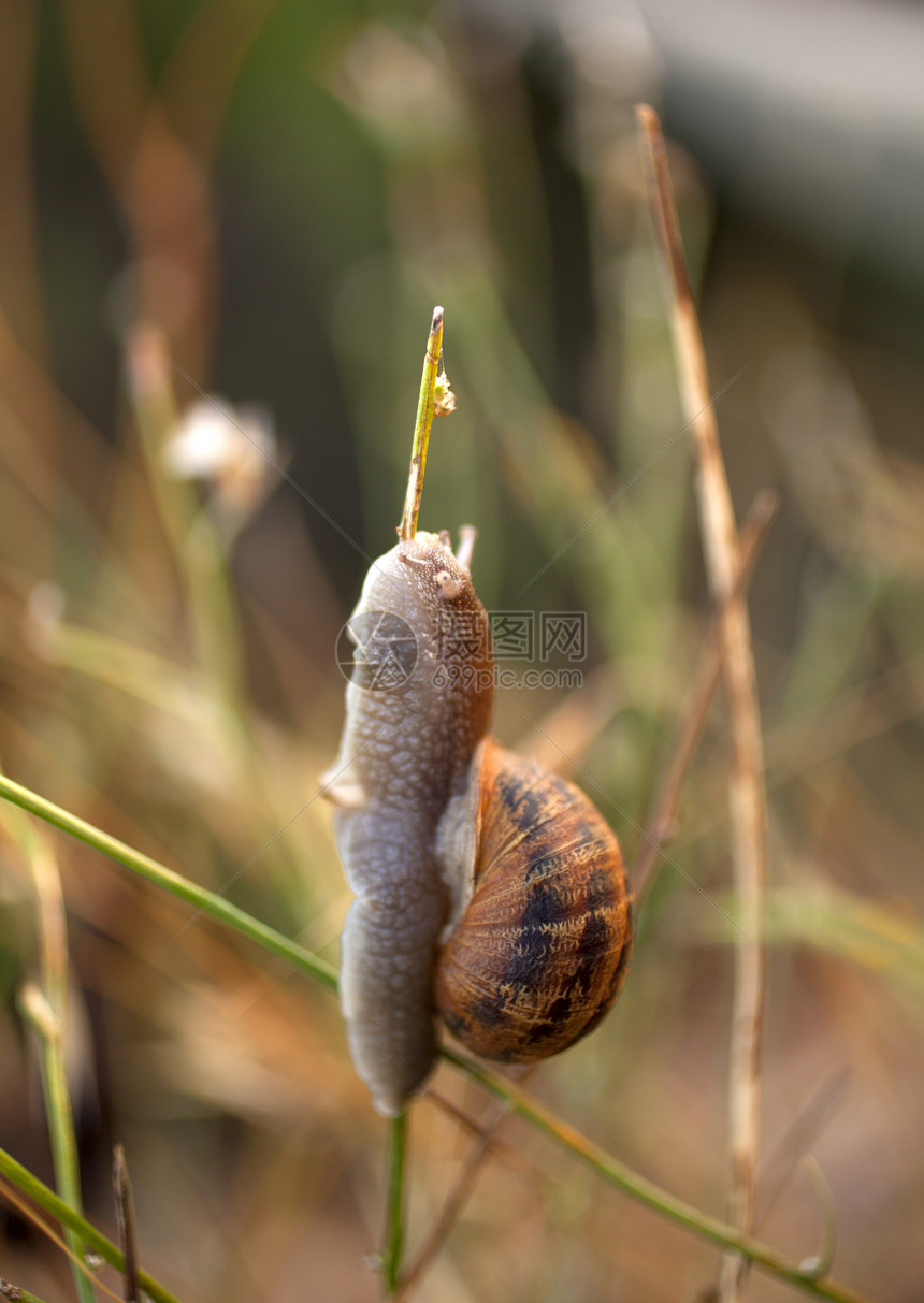 星针叶子蜗牛荒野孤独植物动物野生动物昆虫螺旋速度图片